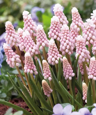 MUSCARI PINK SUNRISE