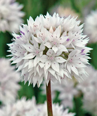 Okrasný cesnak 'Graceful Beauty'