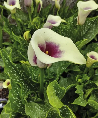 Kala 'Picasso' Kala 'Picasso'