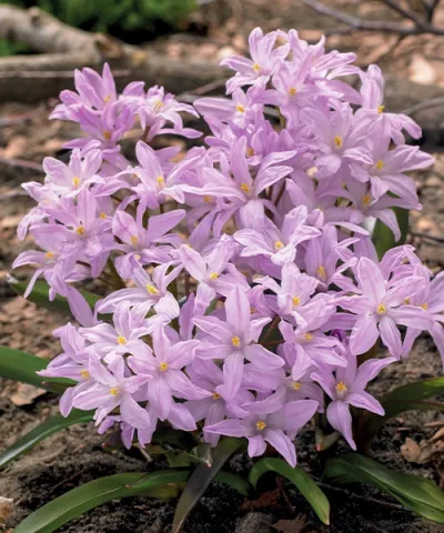 Modravka 'Rosy Queen' Modravka 'Rosy Queen'