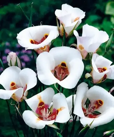 Mormontulipán ´Venustus´