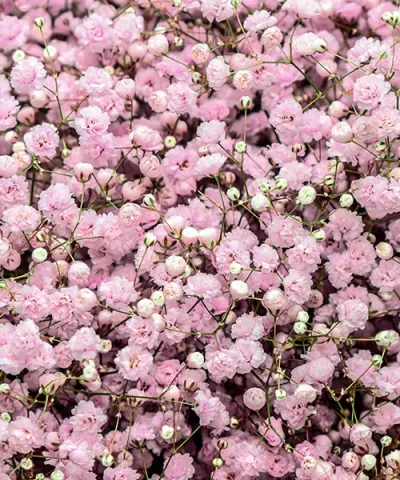 Fátyolvirág rózsaszín telt