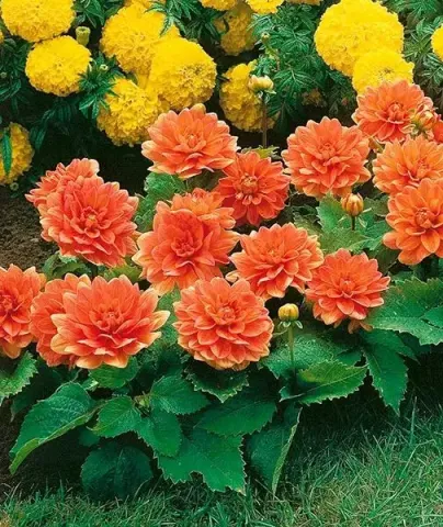 Sövénydália ´Berliner Kleene´ Sövénydália ´Berliner Kleene´