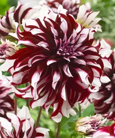 Dália 'Tartan' Dália 'Tartan'