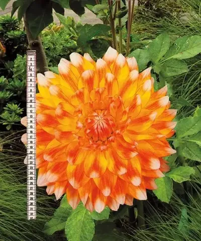 Óriásvirágú dália Peach and Cream