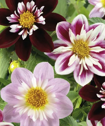 Georgíny Elegance - zmes