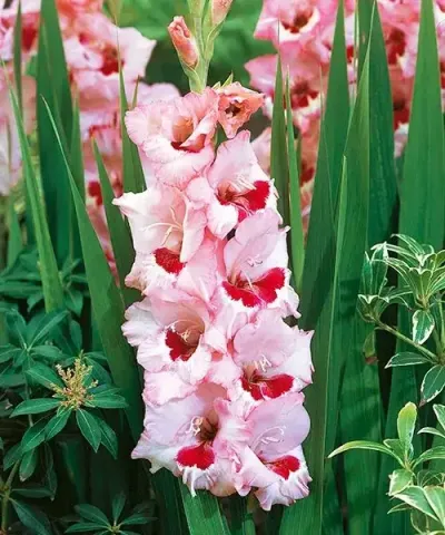 Gladiole 'Wine and Roses'