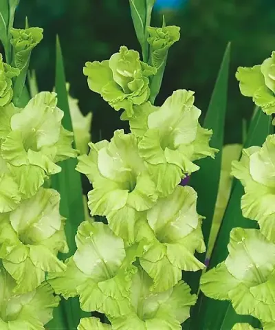 Kardvirág 'Green Star'