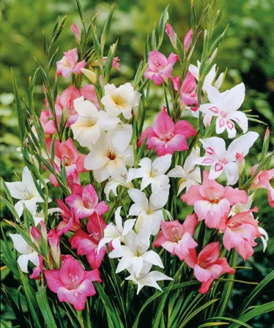 Gladiola pitică mix