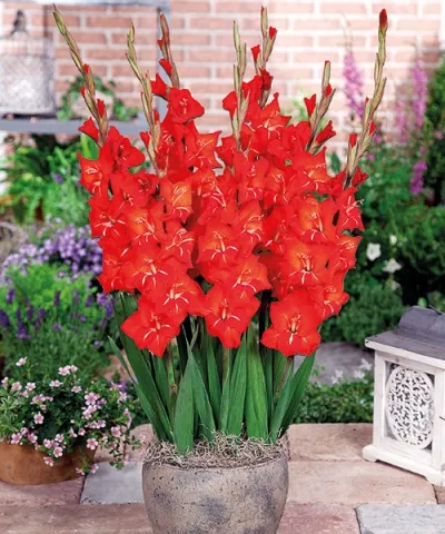 Gladiola 'Gladdies Patty'