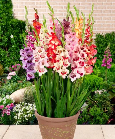 Gladiola Mix  'Gladdies Mix'