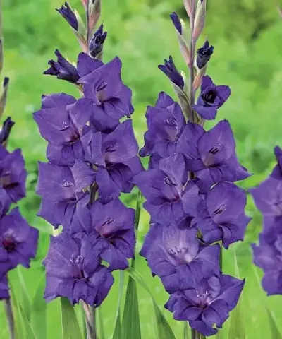 Veľkokveté mečíky 'Purple Flora'
