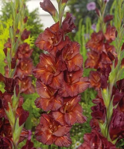 Gladiola 'Chocolate'