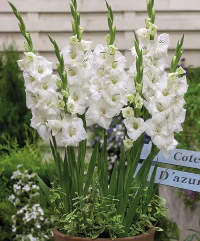 Gladioly 'Gladdies Blondy'