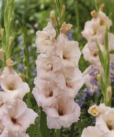 Velkokvěté mečíky 'Apricot Beauty'