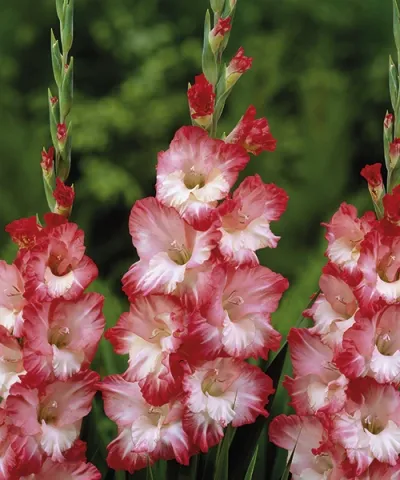 Velkokvěté mečíky 'Pink Lady'