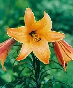Liliom ´African Queen´ Liliom ´African Queen´