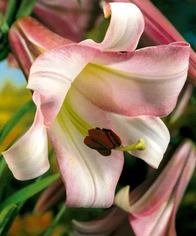 Liliom 'Pink Perfection'