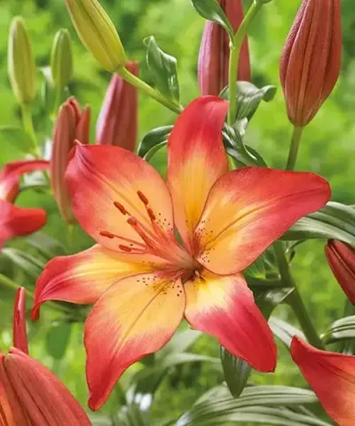Liliom 'Heartstrings'