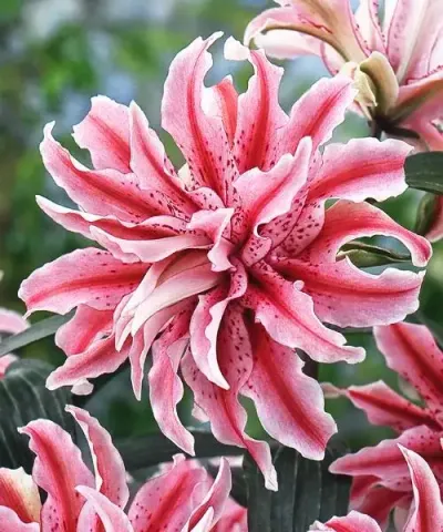 Lilia wielkokwiatowa ´Magic Star´