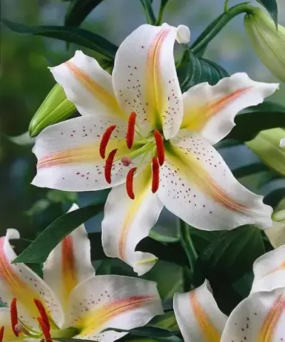 Liliom ´Garden Party´