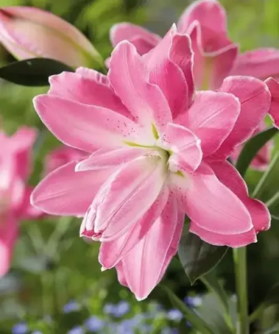Velkokvěté lilie 'Lotus Wonder'