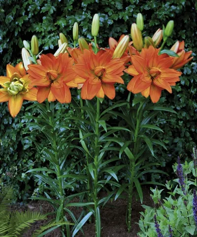 Liliom 'Hulk' Liliom 'Hulk'