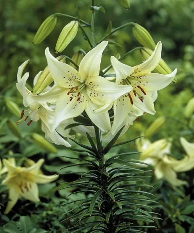 Liliom 'Sweet Surrender'