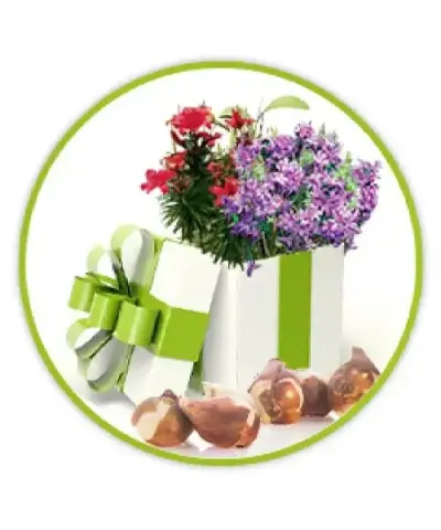 Blumenzwiebeln GRATIS