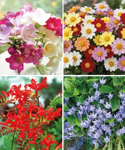 Motýlí směs v hnědém jutovém sáčku