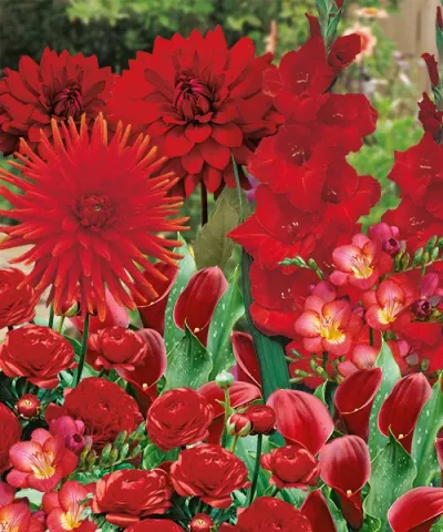 Garden Harmony - červená zahrada v červené dárkové tašce Garden Harmony - červená zahrada v červené dárkové tašce