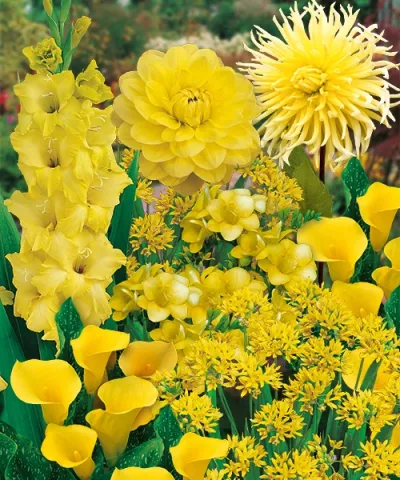 Garden Harmony - žlutá zahrada ve žluté dárkové tašce