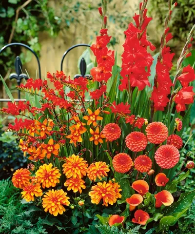 Garden Harmony - oranžová zahrada v oranžové dárkové tašce Garden Harmony - oranžová zahrada v oranžové dárkové tašce