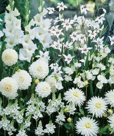 Garden Harmony - bílá zahrada v bílé dárkové tašce Garden Harmony - bílá zahrada v bílé dárkové tašce