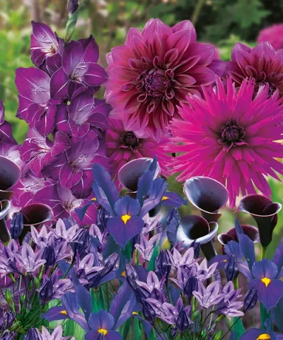 Garden Harmony -fialová zahrada ve fialové dárkové tašce