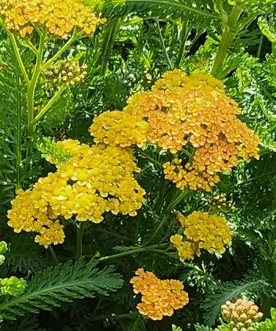 Rebríček 'Milly Rock Yellow' žltý