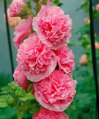 Malwa różowa