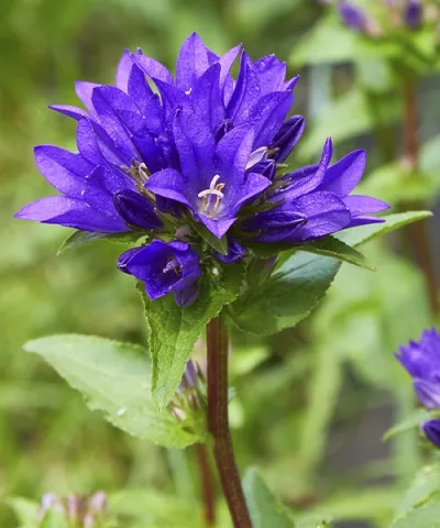 Knäuelglockenblume blau