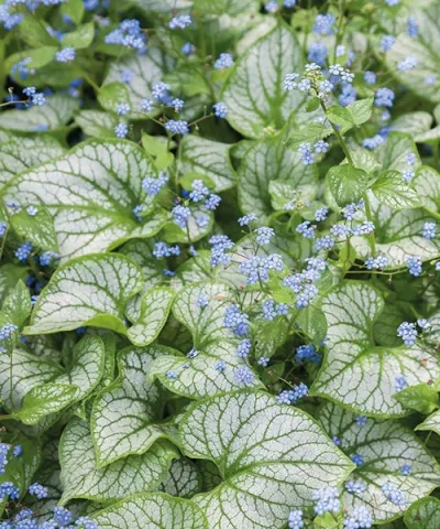 Brunnera kaukazská