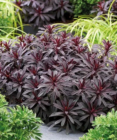 Pryšec 'Miners Merlot'