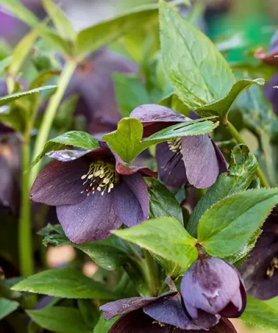 Čemeřice 'Pretty Ellen Purple'