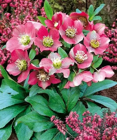 Bíborszínű hunyor Bíborszínű hunyor