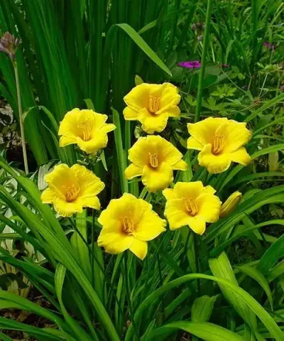 Sásliliom Stella d' Oro