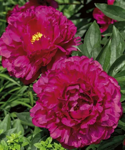 Piwonia chińska 'Felix Crousse'