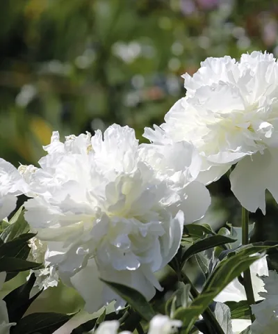 Piwonia chińska 'Duchesse de Nemours'