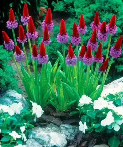 Orchidea kankalin