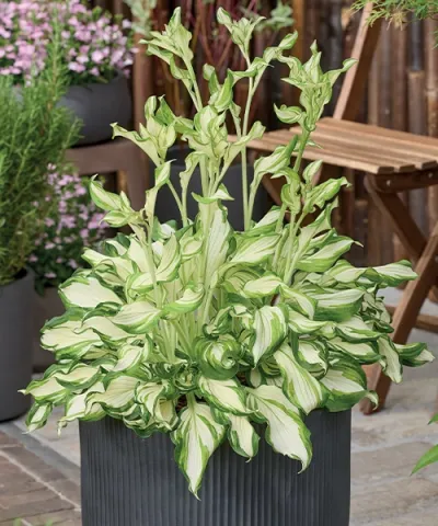 Hosta ‘Kiwi Spearmint’ Hosta ‘Kiwi Spearmint’