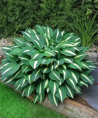 Hosta 'Risky Business'