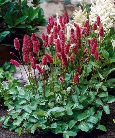 Mezei vérfű Mezei vérfű