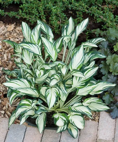Hosta 'Fireworks'